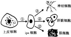 無外源DNA的安全誘導(dǎo) 人類多能干細(xì)胞技術(shù)的新突破